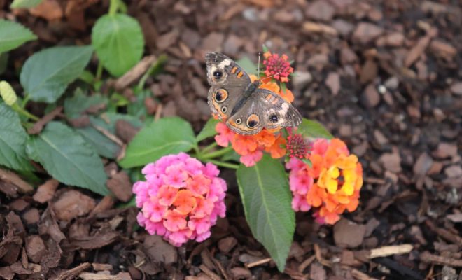 Butterfly sitting on flowers